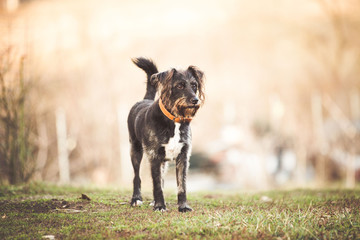 Happy adopted dog playing in the garden  