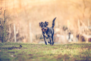 Happy adopted dog playing in the garden  