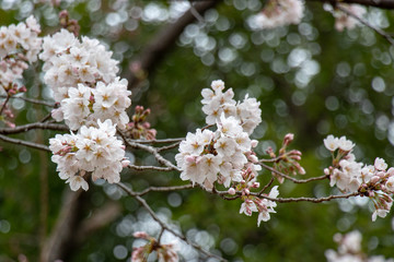 桜　ソメイヨシノ　千葉県市川市　里見公園