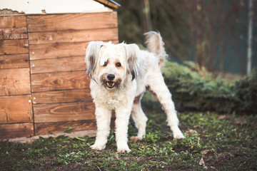 Happy adopted dog playing in the garden  