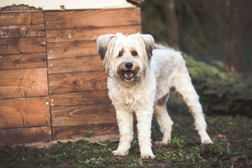Happy adopted dog playing in the garden  