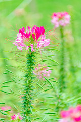 Cleome spinose in early summer