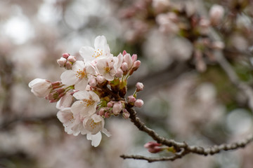 桜　ソメイヨシノ　千葉県市川市　里見公園