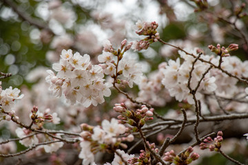 桜　ソメイヨシノ　千葉県市川市　里見公園