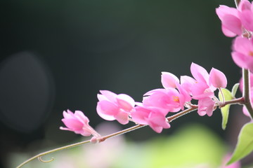 Sakura for Thailan