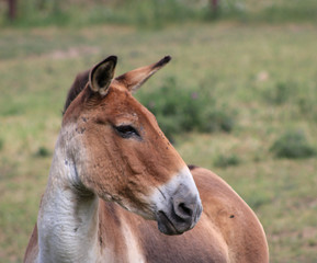 Naklejka na ściany i meble Kulan ,Equus hemionus also known as the Transcaspian wild ass., wild life animals.
