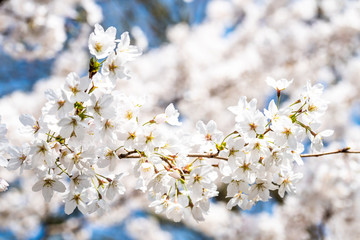 Kirschbaum Blüten Ast