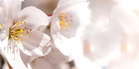 Panorama Kirschbaum Blüten