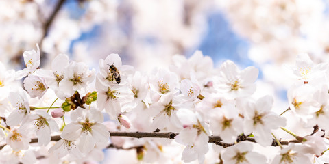 Blüten Kirschbaum Bokeh