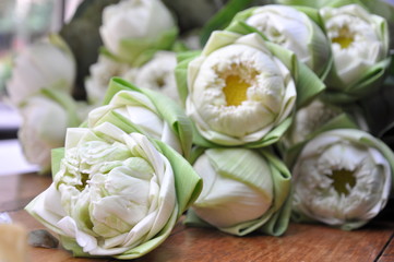 White Lotus flower use for give to monk or Buddha 