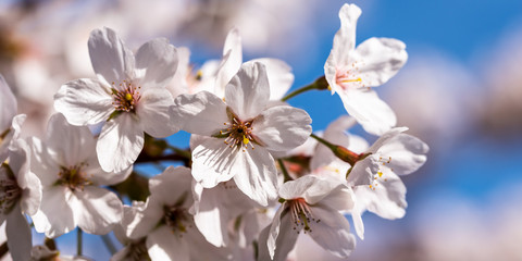 Fototapeta na wymiar Blüten Kirschbaum Frühling