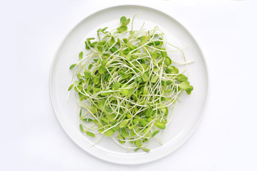 Microgreens seedlings on white plate against white background.