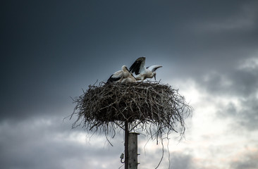 Fototapeta premium Stork family in the nest on storm sky background
