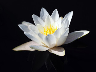 Water lily with reflection  in dark water background
