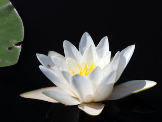 Water lily with reflection  in dark water background