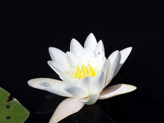 Water lily with reflection  in dark water background