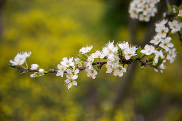 Blossoming Almond Tree Branches