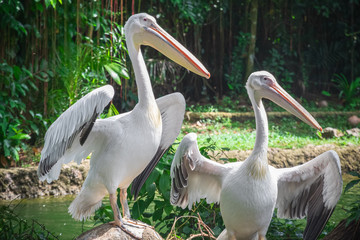 White pelicans in Singapore zoo