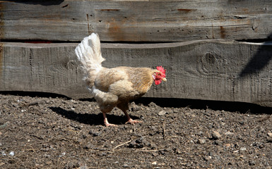 hen on a farm