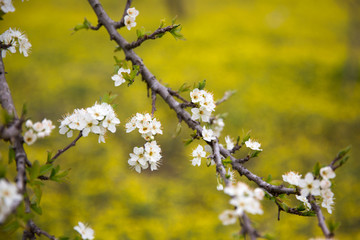 Blossoming Almond Tree Branches