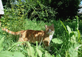 cat on the grass