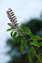 TULSI PLANT WITH MANJRI