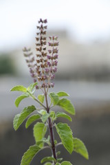 TULSI PLANT WITH MANJRI