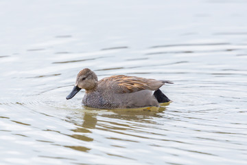side view male gadwall duck (anas strepera) swimming