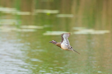 male garganey duck (anas querquedula) in flight over water