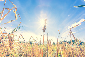 Fototapeta premium Finnish wheat field view. Kajaani, Finland.