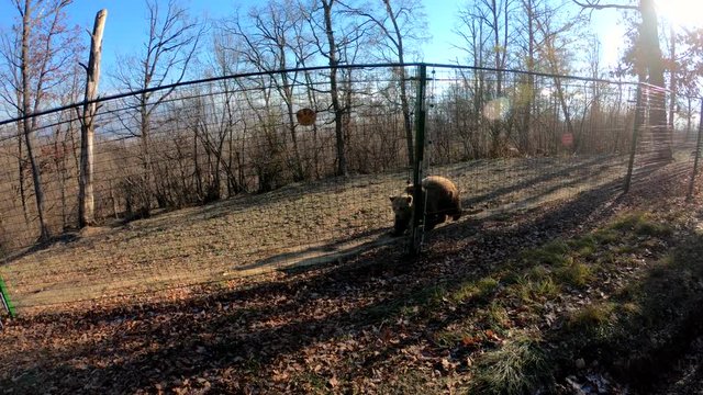 Natural reservation in Romania. Libearty