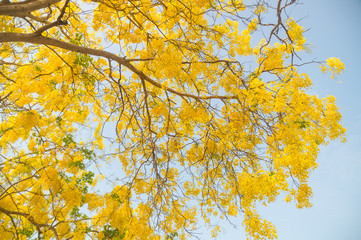 Cassia fistula, known as golden rain tree