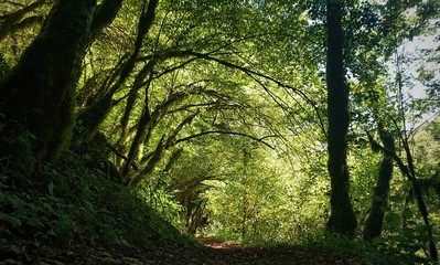 Naklejka premium Mtrvica Canyon Montenegro