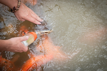 Fototapeta premium hungry gold asian fish eats food from bottle in the pond. man's hand. man feeds fish