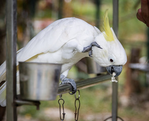 a beautiful white cockatoo parrot sits next to a food bowl