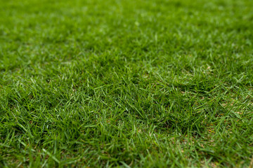 Green lawn on ground