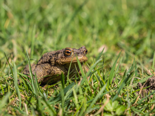 Frosch in einer Wiese 