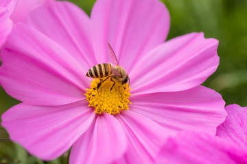 Bee on cosmos flower