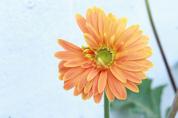 orange flower