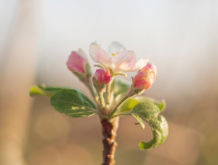 Flowers of Apple tree Fuji in the sun in the spring