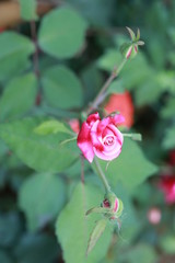 pink rose in the garden