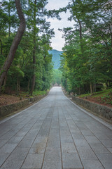 Obraz premium 出雲大社 松の参道