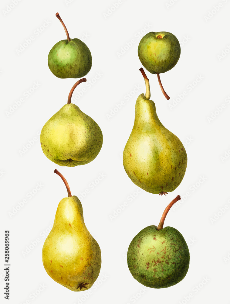 Wall mural vintage pear types drawing