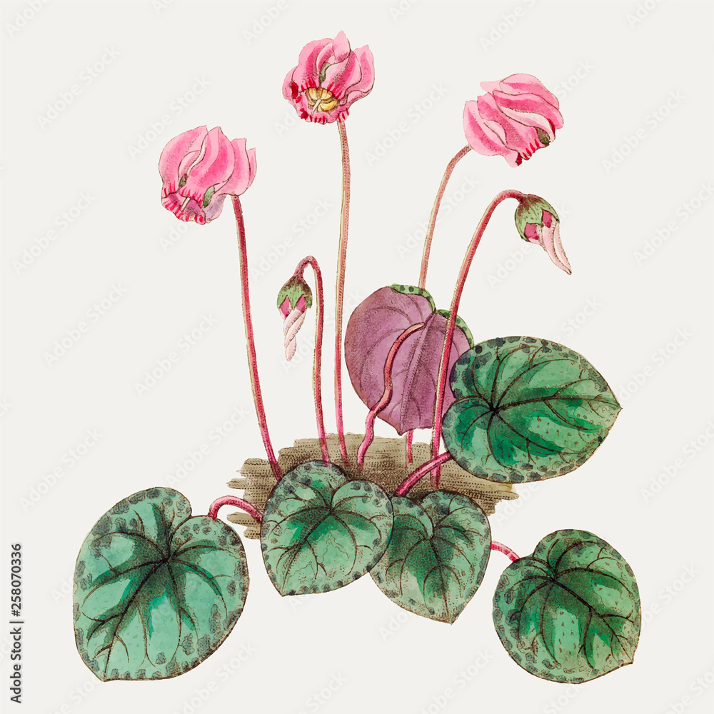 Poster pink cyclamen