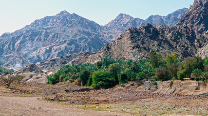 oasis in the mountains