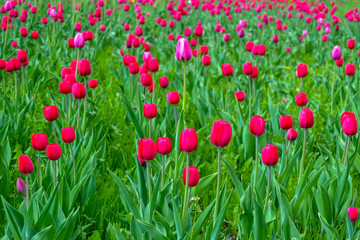 field with pink tulips for background