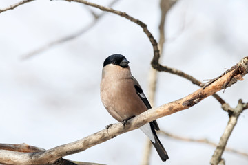 Eurasian bullfinch pyrrhula pyrrhula female sitting on dry branch in the early spring. Cute common brown wintering songbird. Bird in wildlife.