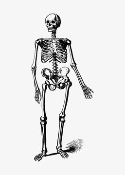 Skeleton vintage drawing