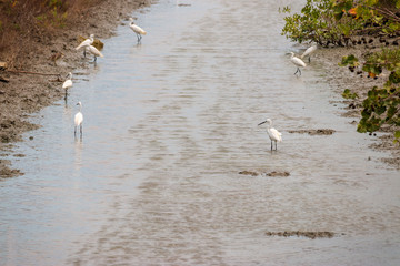 White egret foraging at the edge of fish pond.