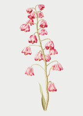 Obraz na płótnie Canvas Persian lily in vintage style
